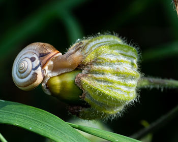 Close-up of snail on leaf