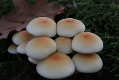 Close-up of mushrooms