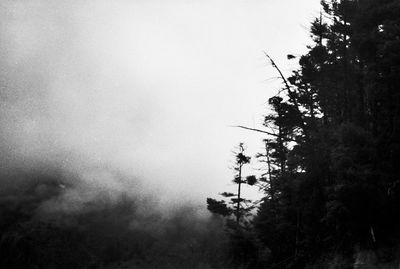 Low angle view of trees against sky