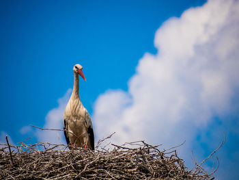 Low angle view of bird perching on nest