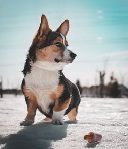 Close-up of dog looking away on snow