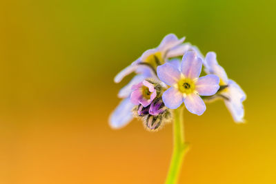 Close-up of purple flower against yellow background