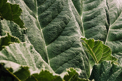 Close-up of green leaf