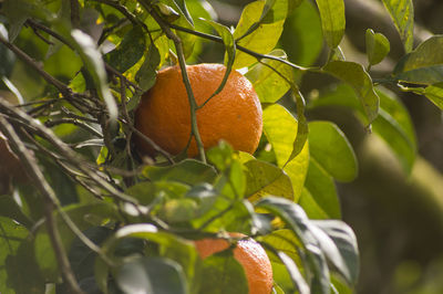 Close-up of orange fruit on tree