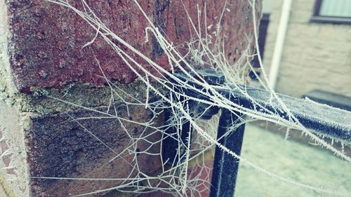 Close-up of spider web