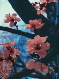 Close-up of flowers blooming outdoors