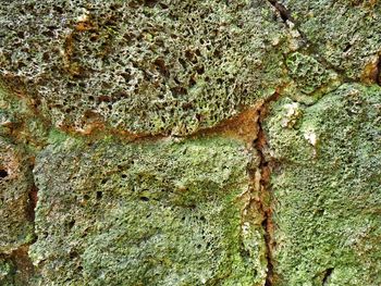 Full frame shot of tree trunk