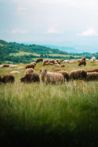 Sheep grazing on field against sky