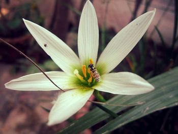 Close-up of white flower