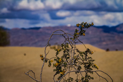 Close-up of flowering plant