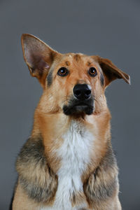 Close-up of dog looking away against gray background