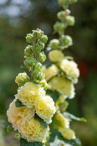 Close up of hollyhock flowers in bloom.