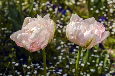 Close-up of white flowering plant on field