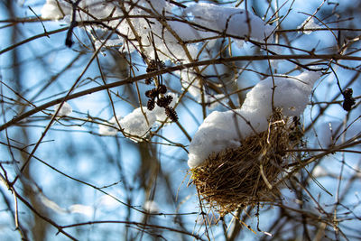 Low angle view of bird nest on bare tree during winter