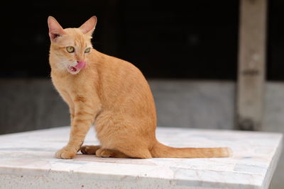 Ginger cat sitting on white built structure