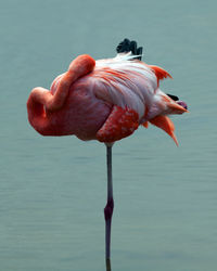 Portrait of pink galapagos flamingo perfectly reflected in lake in the galapagos islands, ecuador.