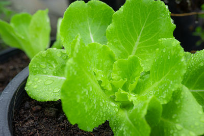 Close-up of fresh green leaf on plant