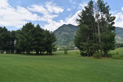 Trees on field against sky