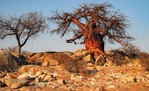 Bare tree on rock against clear sky