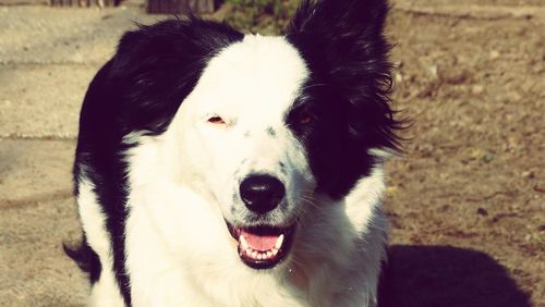 Close-up portrait of dog