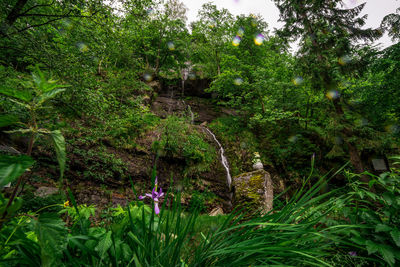 Trees and plants in forest