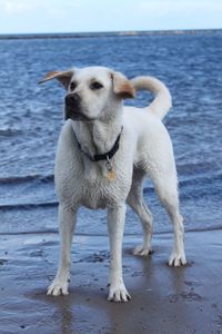 Close-up of a dog on beach