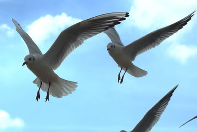 Low angle view of bird flying against sky