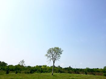 Trees on field against clear sky