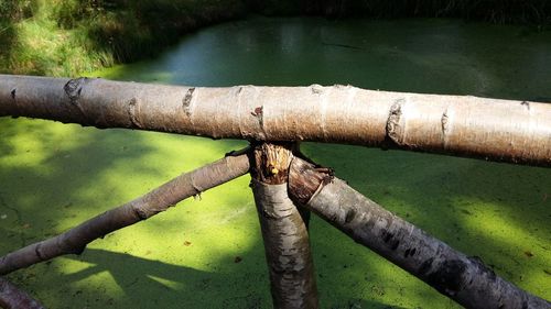 High angle view of bamboo water