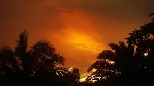 Silhouette of palm trees at sunset