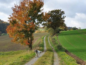 View of trees on field during autumn