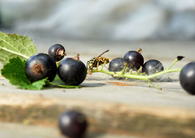 Close-up of fruits on table