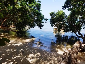Reflection of trees in water