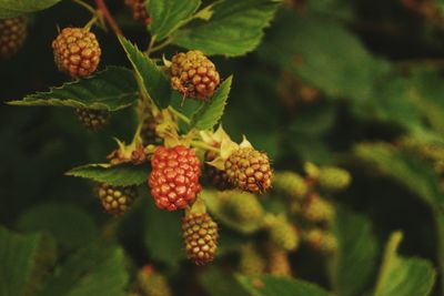 Close-up of fruits on plant