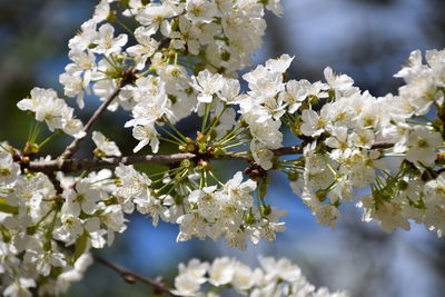 Close-up of apple blossoms in spring