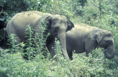 Elephant standing on field