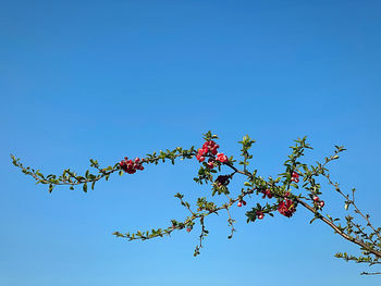 Low angle view of flowering plant against clear blue sky