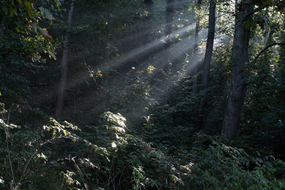 Low angle view of trees in forest