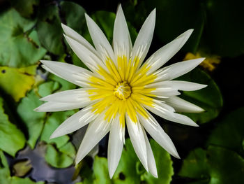 Close-up of white flower