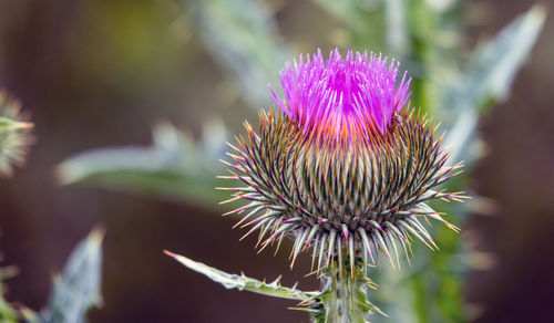 Close-up of thistle flower