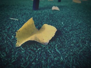 Close-up of yellow maple leaf on grass