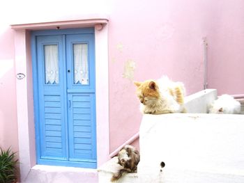 View of a cat looking through door