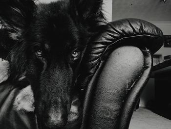 Close-up portrait of dog