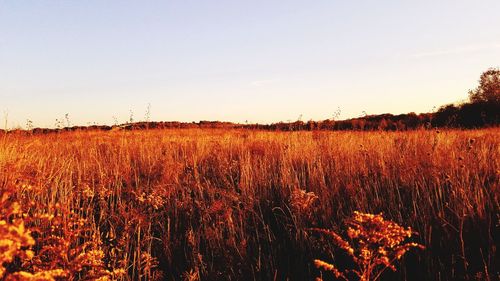 Scenic view of field against sky during sunset