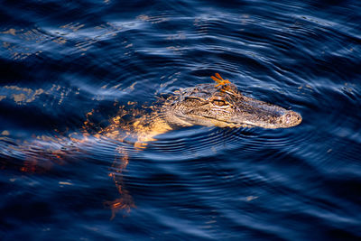 High angle view of crocodile swimming in sea