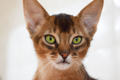 Close-up portrait of abyssinian cat