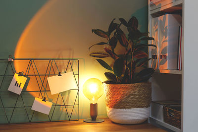 Potted plants on table against illuminated wall at home
