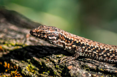 High angle view of lizard on log