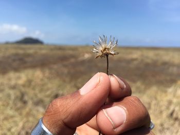 Close-up of hand holding butterfly on field against sky