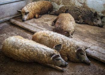 Mangalica pigs